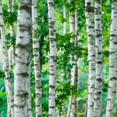 21 MARS: JOURNÉE INTERNATIONALE DES FORÊTS!

C’est l’occasion de mettre à l’honneur les forêts de bouleau de Finlande et d’Estonie qui fournissent les « feuilles » (lire tranches fines) de bois nécessaires à la réalisation de notre plateau. 

Elles sont gérées durablement, certifiées FSC MIXTE. 

Le FSC (Forest Stewardship Council) est une ONG internationale dont la mission est de promouvoir une gestion écologique, sociale et économique des forêts. Plus d’infos sur 
https://fr.fsc.org/fr-fr/qui-sommes-nous/fsc-international

Notre plateau en bois de bouleau est fabriqué à partir de 5 plaques très fines (« feuilles ») de bouleau. La personnalisation est réalisée via une feuille de papier mélaminé, apposée a l’avant et l’arrière du plateau. Ce qui le rend résistant à l’eau, apte au contact alimentaire, et lavable en machine.

Le tout pour un poids super-plume de 150g.

La production est réalisée en Suède dans une usine experte qui gère au mieux son impact environnemental. La fabrication ne nécessite ni eau ni solvents. L’utilisation d’énergie et de matières est limitée au maximum.

Du beau bouleau donc 😀😀😀😀!!!

#lemurdesjetaime #internationalforestday #journeeinternationaledesforets #murdesjetaime #parisjetaime #artdelatable